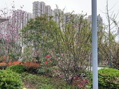 -高·尚领域
