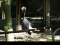 -奥兰多迪士尼动物王国乐园