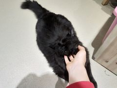 -藏猫猫咖啡主题馆(中央大道店)