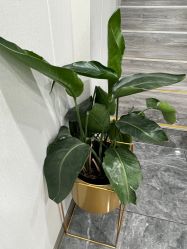 -苗方清颜专业祛痘·皮肤管理