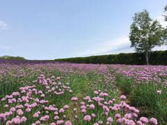 -富田农场