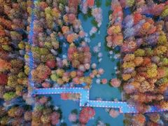 -合肥滨湖国家森林公园