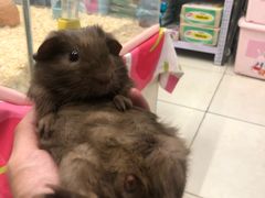 -钓仓鼠(洋桥北里小区店)