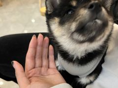 -柴犬小屋·柴餐厅·狗咖食堂(金鼎广场店)