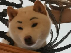 -喜柴咖啡·柴犬狗咖