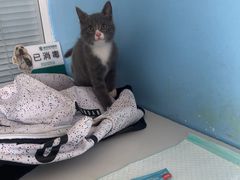 -瑞派福兴宠物医院犬猫全科·骨科·中西医结合(河东店)