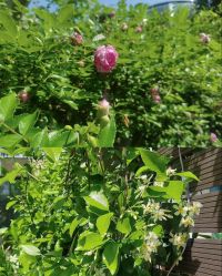 -安琪朵朵独栋花园月子中心