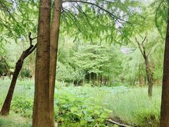-陈家山荷花公园