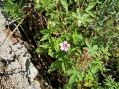 -白草畔自然风景区