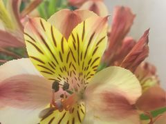 -阿鹏故事云南野生菌火锅(人民路店)