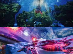 -芜湖新华联大白鲸海洋公园