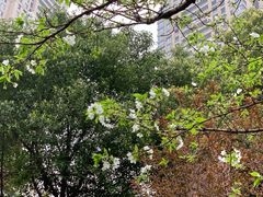 -重庆市江北嘴中央商务区中央公园