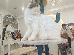-共舞时光猫咖·狗咖(新街口店)