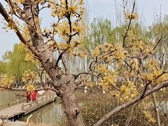 -西安浐灞国家湿地公园