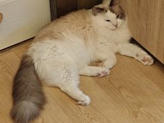 -有喵·猫咖·狗咖·40+猫狗有小奶狗(岗厦店)