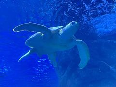 -太平洋海底世界