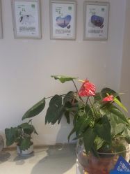 -Dr.林醫生产后修复·配方产康店(南京大厂店)