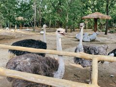 -大连森林动物园