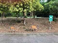 -清迈夜间动物园