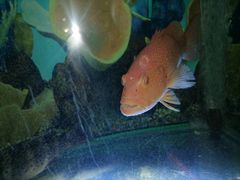 -辉哥火锅(虹桥路店)