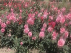 -武汉紫薇都市田园