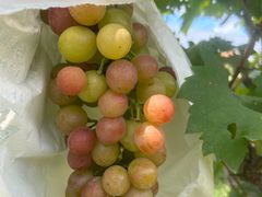 -马陆小张葡萄园农家乐