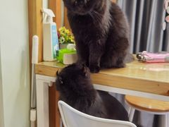 -MOYOYO猫咪咖啡店