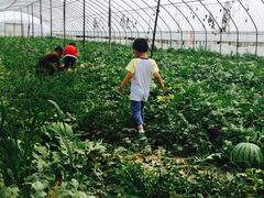 -庞各庄西瓜蔬菜采摘园·锦华瓜园