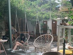 -喵屿·大理花园猫咖