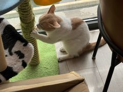 -美联众合动物医院·24h转诊中心