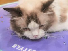 -滚猫咖啡·猫咖·猫友好撸猫(未来城店)