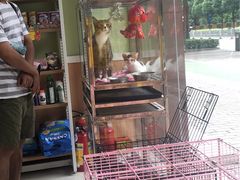 -瑞鹏宠物医院·夜间急症·心超·猫科(祖庙分店)