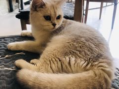-平行世界·猫咖(首经贸店)