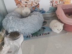 -糯米喵星人总部直营旗舰店·猫舍·幼猫出售