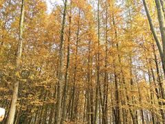 -桤木河湿地公园