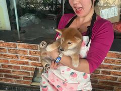 -柴犬高等学院·狗咖·柴犬售卖·宠物训练