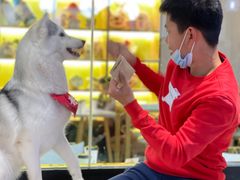-Husky Go! 哈士奇体验馆·宠物咖啡厅狗咖