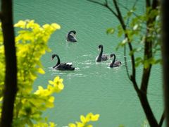 -广州白江湖森林公园