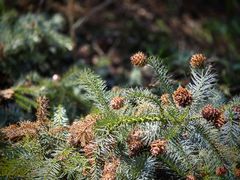 -潜山国家森林公园