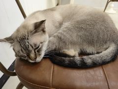 -共舞时光猫咖·狗咖(新街口店)