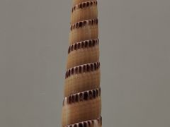 -青岛贝壳博物馆