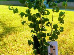 -云溪植物园