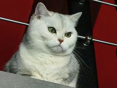 -特一安24小时宠物医院·骨科·中兽医