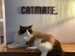 -Catmate·猫肥家润(金润铂宫店)