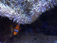 -西雅图水族馆