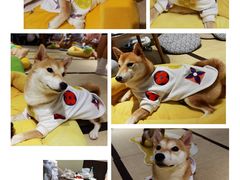-逗柴咖啡屋·狗咖猫咖宠物桌游
