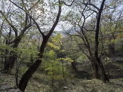 -皇藏峪国家森林公园
