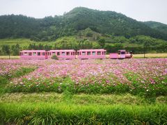 -径山花海