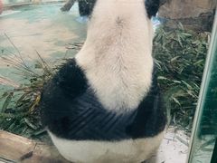 -成都动物园