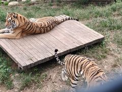 -大连森林动物园